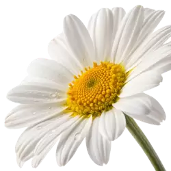 Imagen PNG para descargar